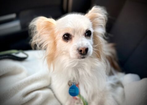 Pet Food Express