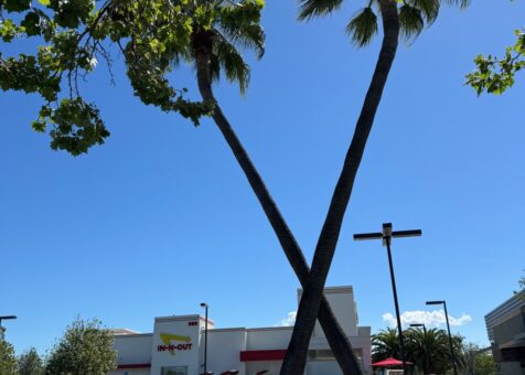 In-N-Out Burger