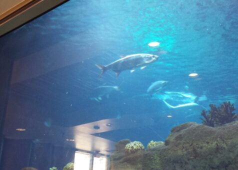Shark Reef Cafe