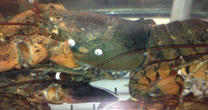 Pappadeaux Seafood Kitchen