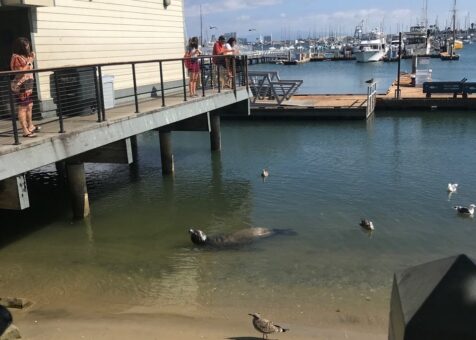 Brigantine Point Loma