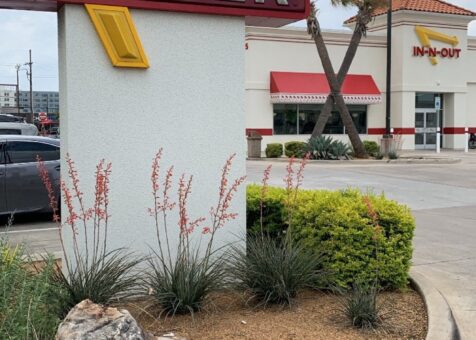 In-N-Out Burger