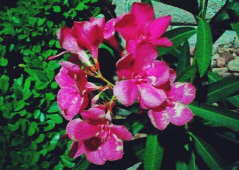 Bangkok Orchid