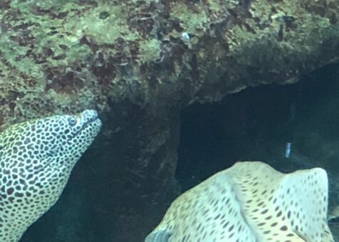 Shark Reef Cafe