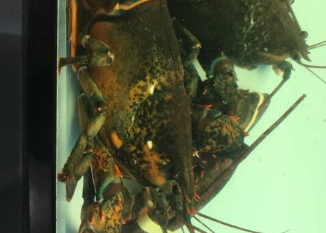 Under the C seafood