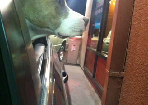 Jack in the Box