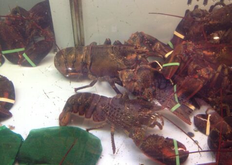 Under the C seafood